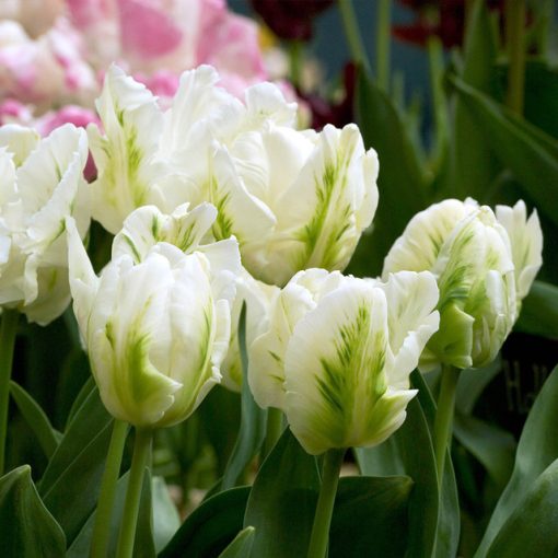 Tulipa White Rebel - Tulipán