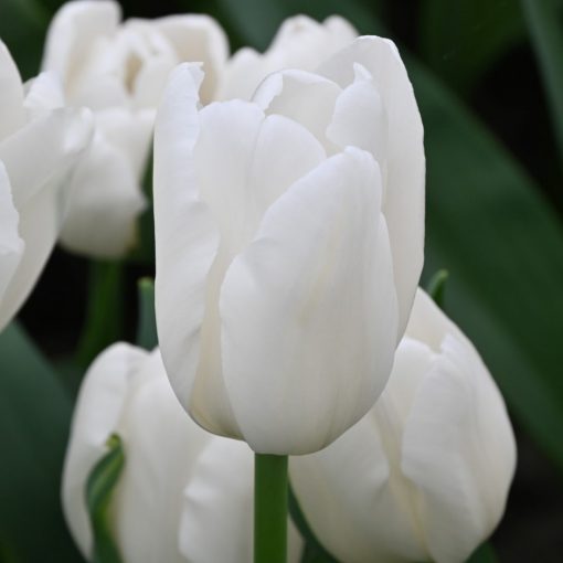 Tulipa White Sensation - Tulipán