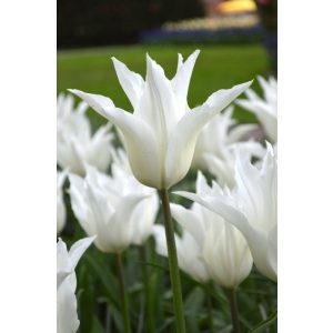Tulipa White Triumphator - Tulipán