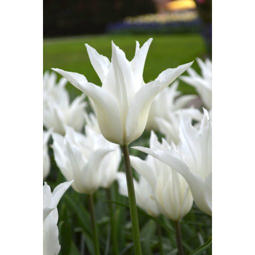 Tulipa White Triumphator - Tulipán
