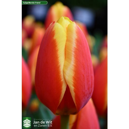 Tulipa World Friend - Tulipán