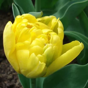 Tulipa Yellow Baby - Tulipán