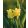 Tulipa Yellow Crown - Tulipán