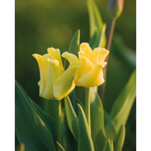 Tulipa Yellow Crown - Tulipán