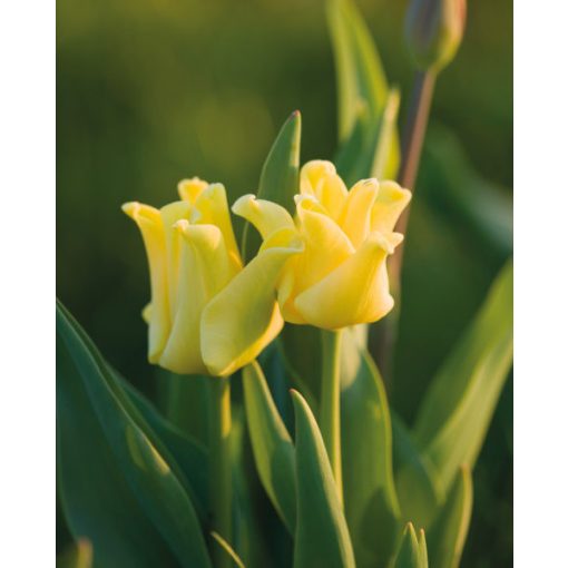 Tulipa Yellow Crown - Tulipán