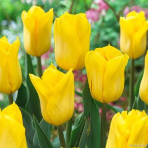 Tulipa Yellow Flight - Tulipán