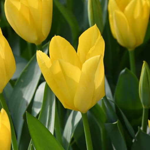 Tulipa Yellow Purissima - Tulipán