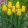 Tulipa Yokohama - Tulipán