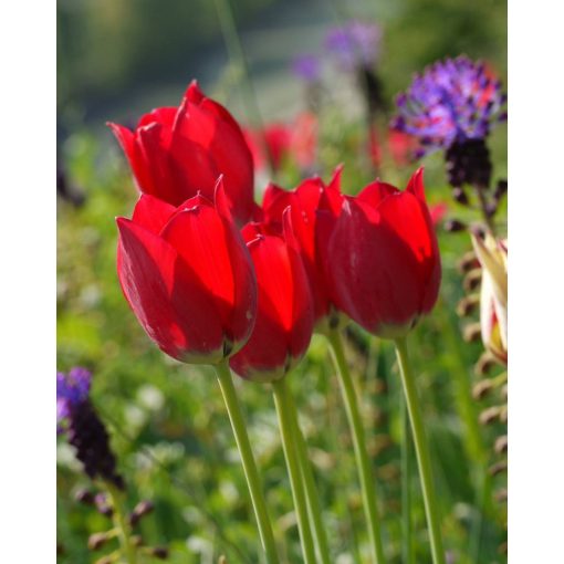 Tulipa aximensis