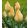Tulipa batalinii Bright Gem - Tulipán