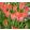 Tulipa batalinii Salmon Gem - Tulipán