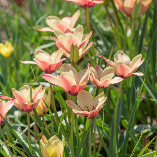 Tulipa clusiana Annika - Tulipán