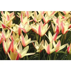 Tulipa clusiana Cynthia - Tulipán