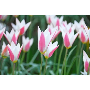 Tulipa clusiana Lady Jane - Tulipán