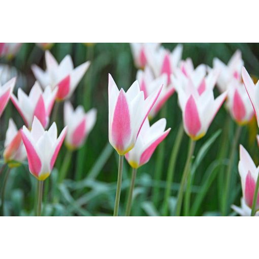 Tulipa clusiana Lady Jane - Tulipán