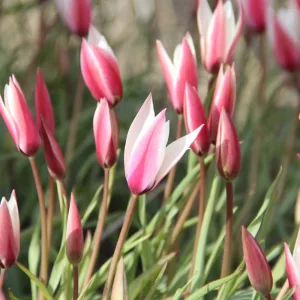 Tulipa clusiana Peppermint Stick - Tulipán