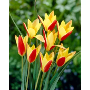 Tulipa clusiana var chrysantha