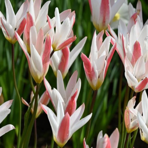 Tulipa clusiana var stellata