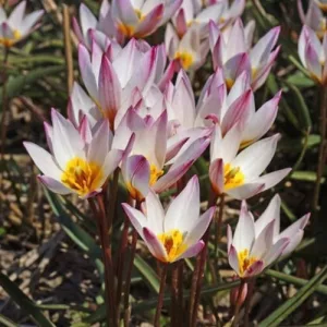 Tulipa cretica Hilde - Tulipán