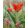 Tulipa eichleri