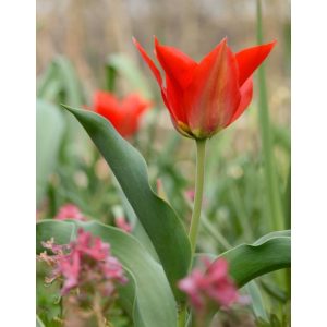 Tulipa eichleri