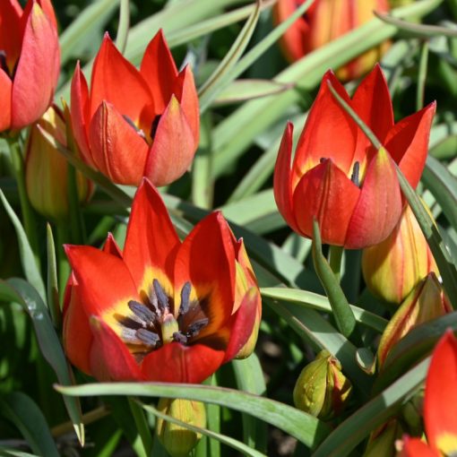 Tulipa hageri