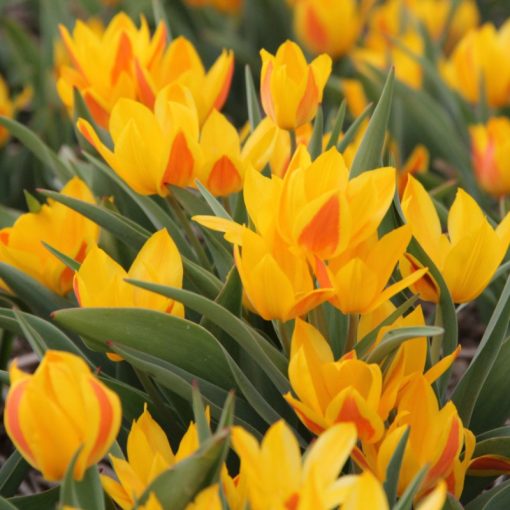 Tulipa heweri