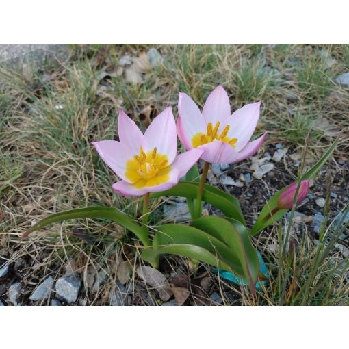 Tulipa humilis