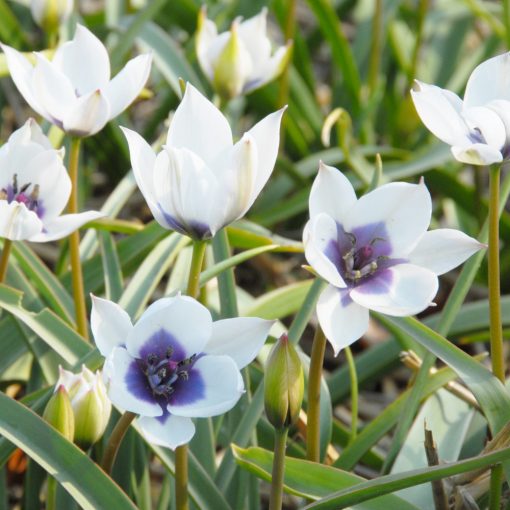 Tulipa humilis Alba Caerulea Oculata - Tulipán