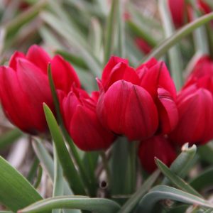 Tulipa humilis Lilliput - Tulipán