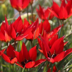 Tulipa humilis Lizzy - Tulipán
