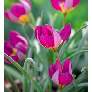 Tulipa humilis Persian Pearl - Tulipán