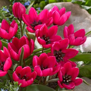 Tulipa humilis Violacea Black Base - Tulipán