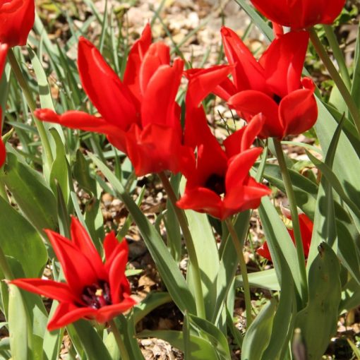 Tulipa ingens