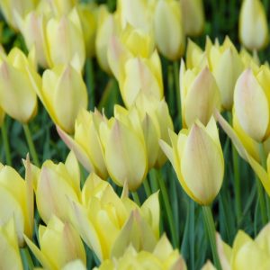Tulipa linifolia Honky Tonk - Tulipán
