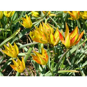Tulipa orphanidea Flava - Tulipán