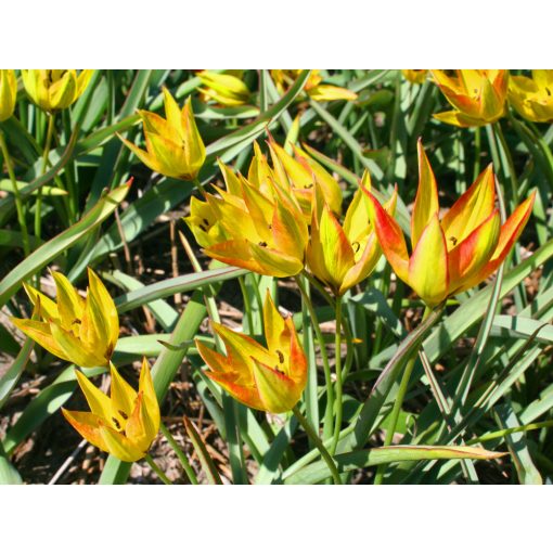 Tulipa orphanidea Flava - Tulipán