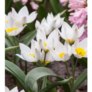 Tulipa polychroma