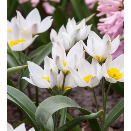 Tulipa polychroma