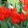 Tulipa praestans Füsilier - Tulipán