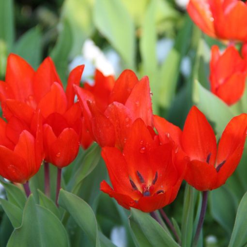 Tulipa praestans Füsilier - Tulipán