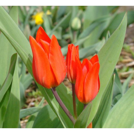 Tulipa praestans Van Tubergens Variety - Tulipán