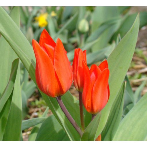 Tulipa praestans Van Tubergens Variety - Tulipán