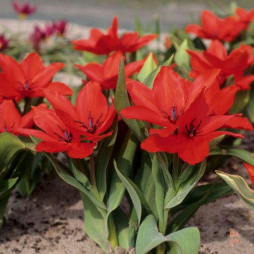 Tulipa praestans Zwanenburg Variety - Tulipán