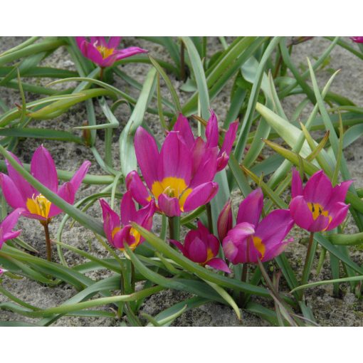 Tulipa pulchella Eastern Star - Tulipán