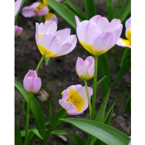 Tulipa saxatilis