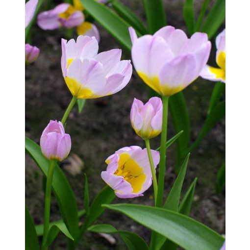 Tulipa saxatilis