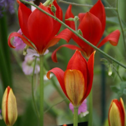 Tulipa sprengeri