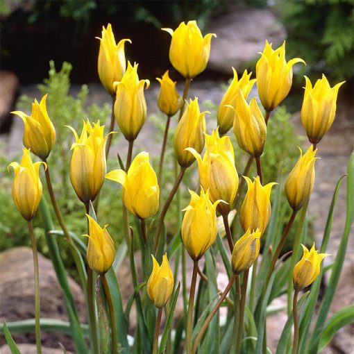 Tulipa sylvestris