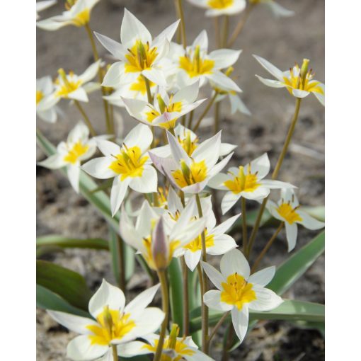 tulipa-turkestanica